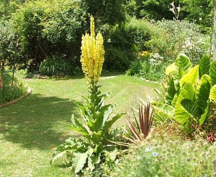 how to grow mullein (1)