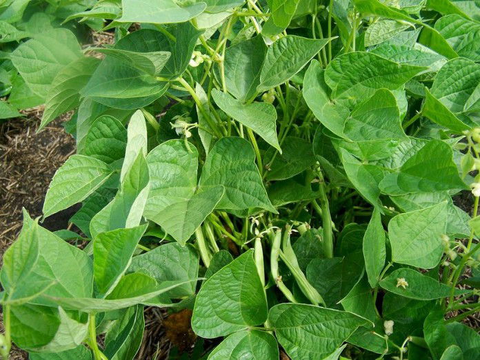 Growing Pinto Beans | How to Grow Pinto Beans