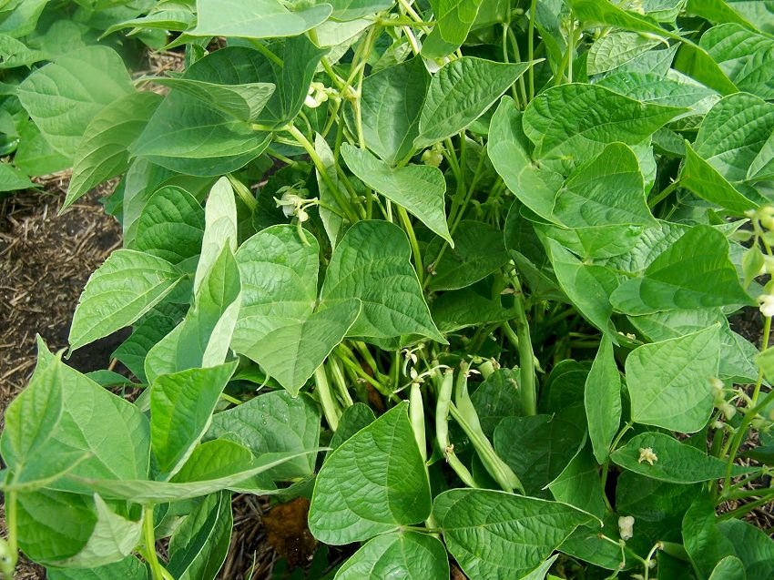 In this article, learn how to grow pinto beans. The easy growing pinto beans are nutrient rich and eating them can reduce the cholesterol level and risk of heart disease.