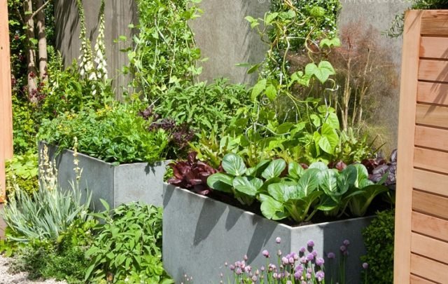 kitchen garden in pots