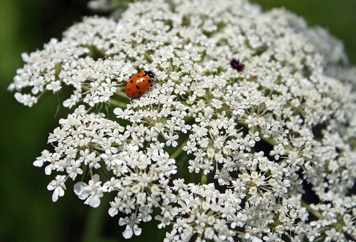ladybug on Queen Anne's Lace