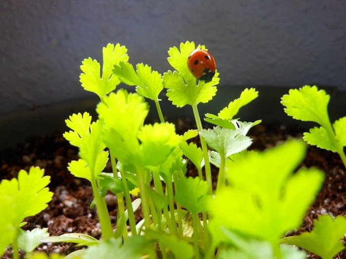 ladybug on cilantro