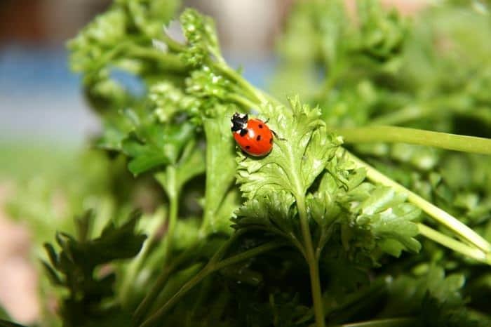 ladybug on parsley