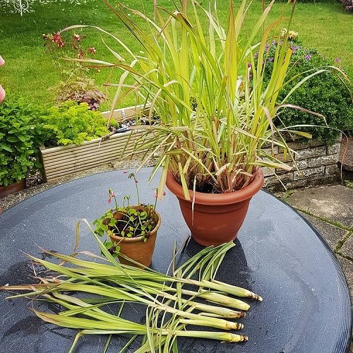 How to Grow Lemongrass from Seed 2