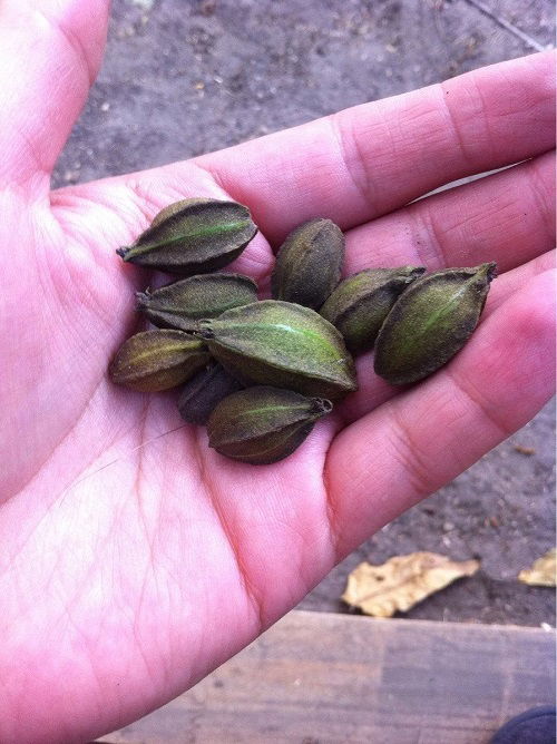 Harvesting and Storing Pecans