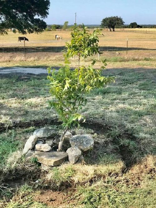 Propagating and Growing Pecan Trees