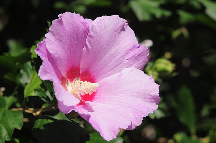 Pruning Rose of Sharon | How to Prune Rose of Sharon