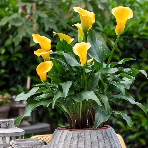How to Grow Arum Lilies 2