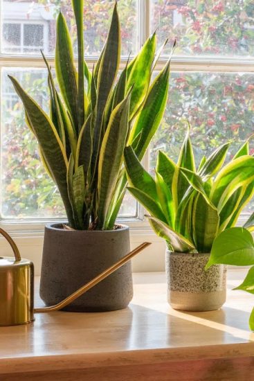 28 Best Winter Houseplants | How to Take Care of Indoor Plants in Winter