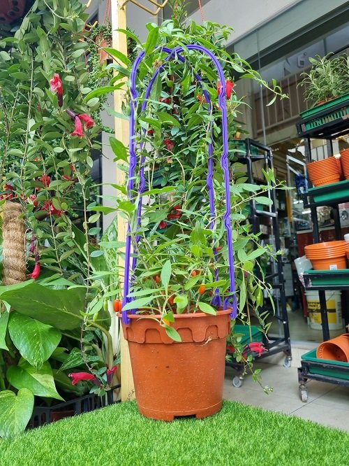 grundigt ukendt lindring Growing Goji Berries | How to Grow Goji Berries | Balcony Garden Web