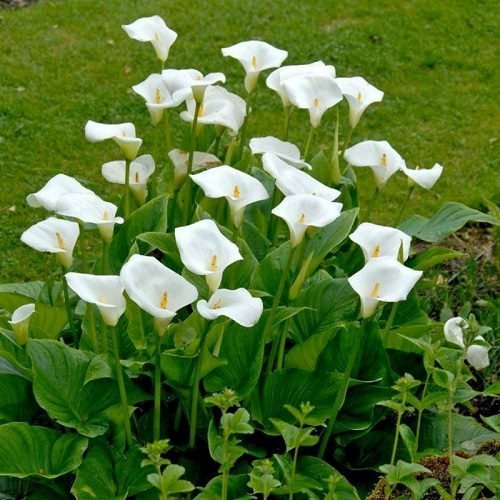 Arum Lily Care and Growing | How to Grow Arum Lilies 2