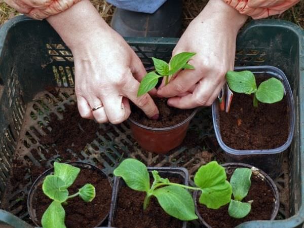 Seed starting mix vs potting soil, which one you should use to sow seeds and why? This post will answer your questions.