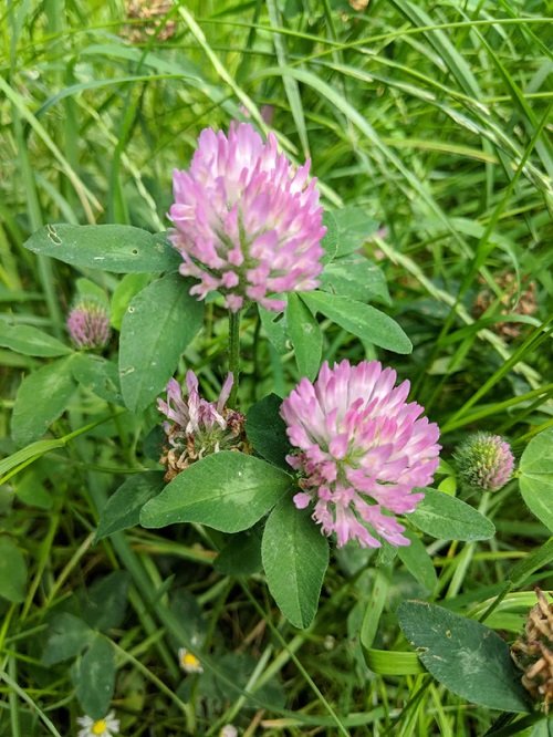Growing Red Clover 2