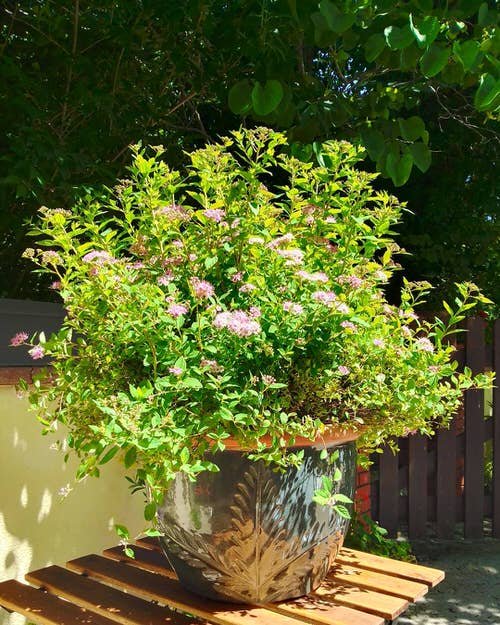 Growing and Planting Spirea 2