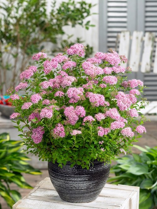 Growing and Planting Spirea