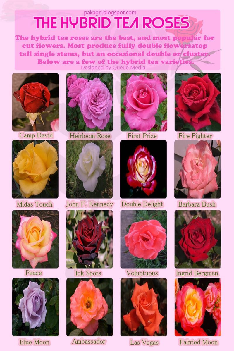 Best hybrid tea rose varieties.