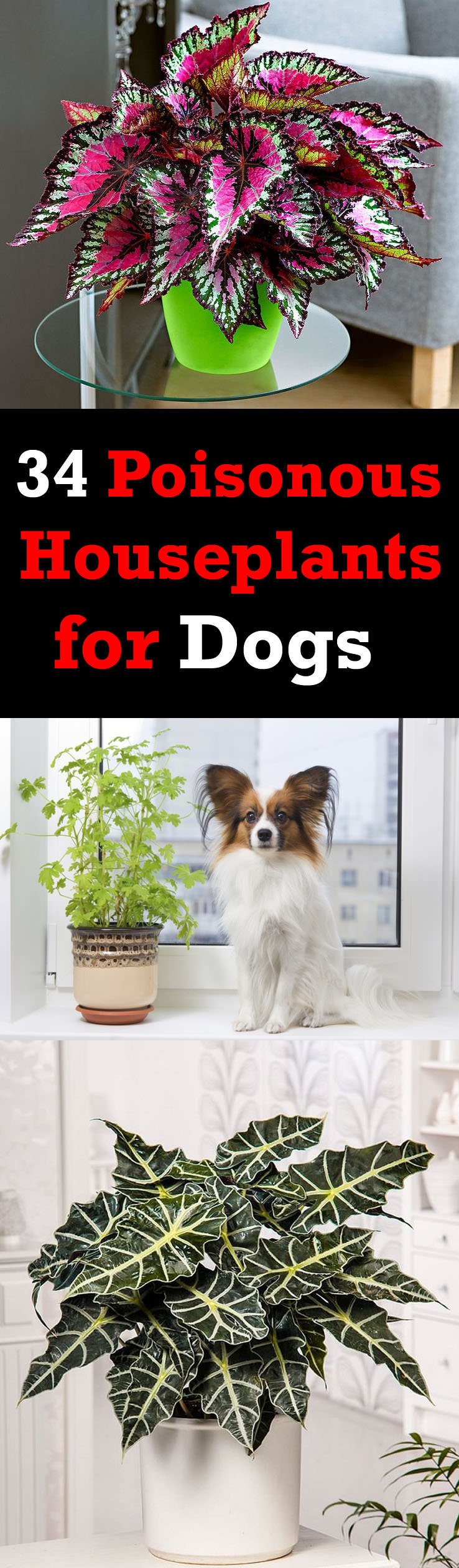 There are poisonous houseplants for dogs and cats. Some are mildly poisonous and some are fatal. It is better to know about them if you own a pet!
