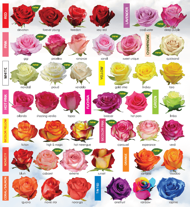 Rose varieties according to color.