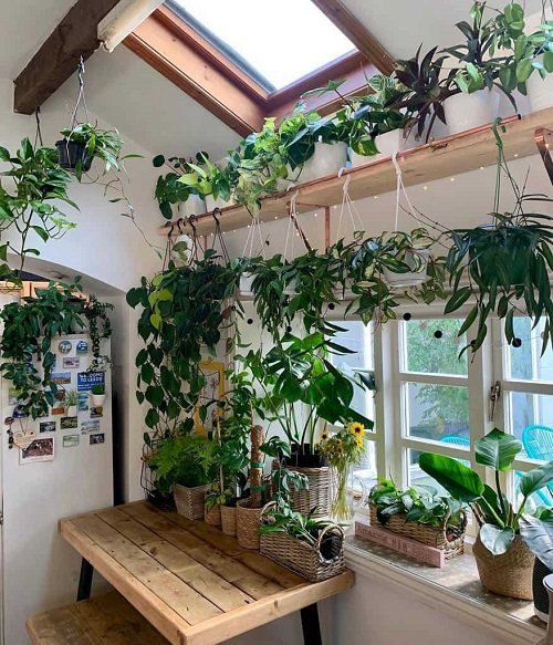 99 Great Ideas to Display Houseplants | Indoor Plants Decoration 35