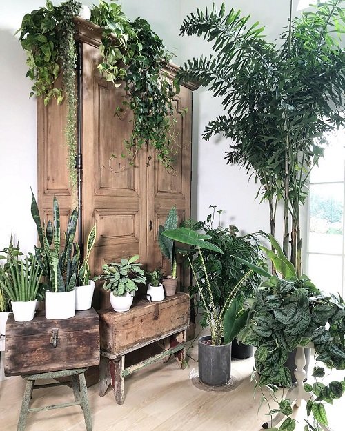 99 Great Ideas to Display Houseplants | Indoor Plants Decoration 29