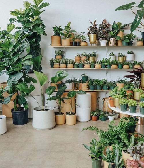 99 Great Ideas to Display Houseplants | Indoor Plants Decoration 48