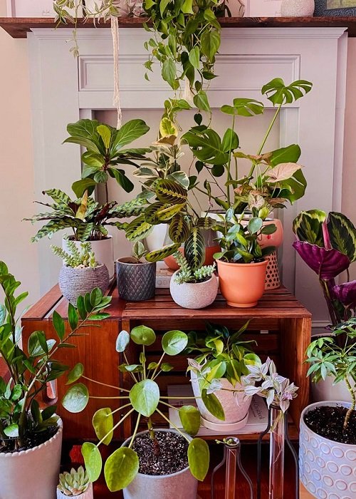 99 Great Ideas to Display Houseplants | Indoor Plants Decoration 33