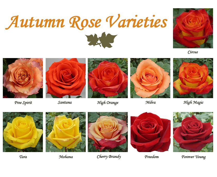 Autumn Roses. More amazing info in this post.