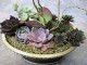 How to Make a Succulent Dish Garden | Step by Step Tutorial | Balcony ...