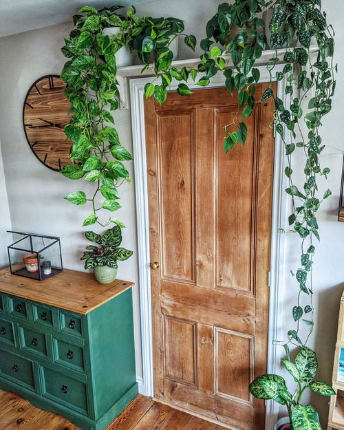 99 Great Ideas to Display Houseplants | Indoor Plants Decoration 5