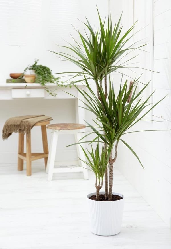 New to growing plants and no idea what you should grow indoors? Learn about these 15 Best Houseplants for Beginners. They all are easy to grow!