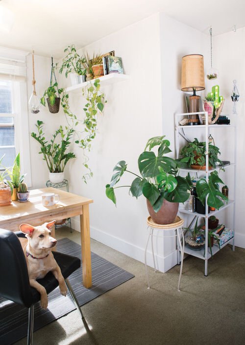 99 Great Ideas to Display Houseplants | Indoor Plants Decoration 4