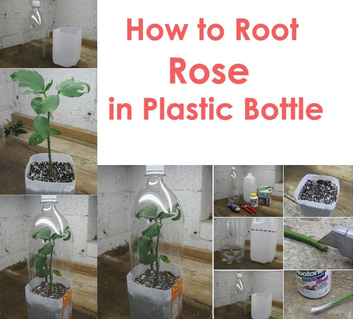 How-to-Root-Roses-From-Cuttings