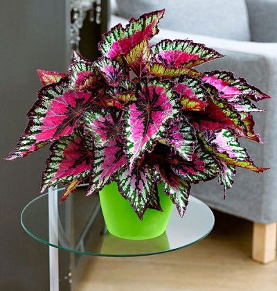 34 Poisonous Houseplants For Dogs | Plants Toxic To Dogs | Balcony ...