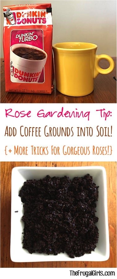 Rose-Gardening-Tips-and-Hacks-from-TheFrugalGirls.com__mini