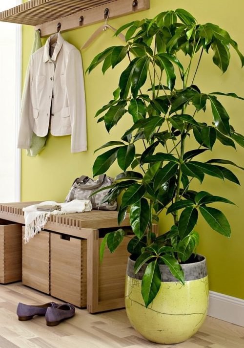 Plants that Grow without Sunlight - Umbrella Tree