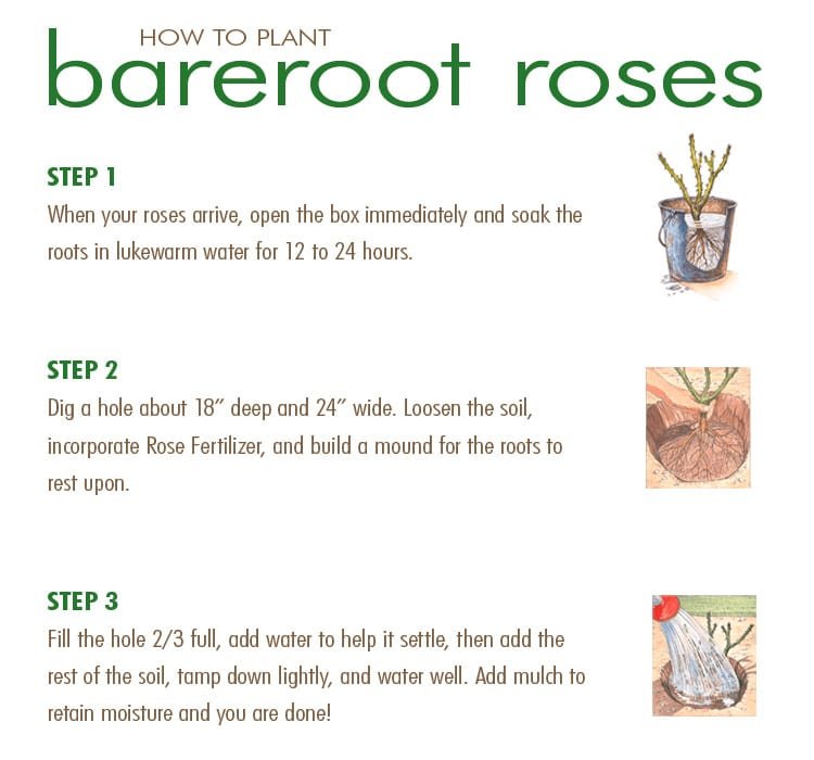 WEB-How-to-Plant-Bareroot-Roses_mini