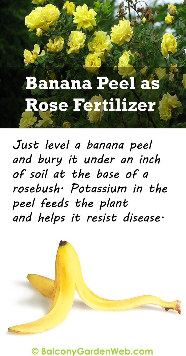 banana peel as rose fertilizer_mini