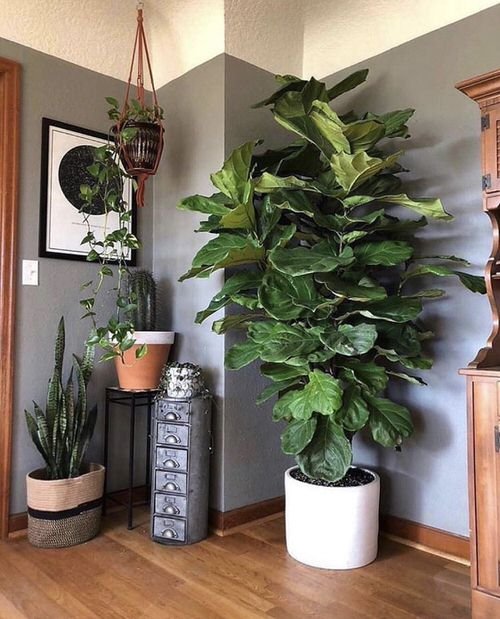 99 Great Ideas to Display Houseplants | Indoor Plants Decoration 7