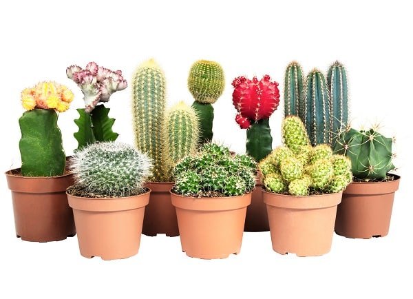 34 Poisonous Houseplants for Dogs | Plants Toxic to Dogs | Balcony Garden  Web