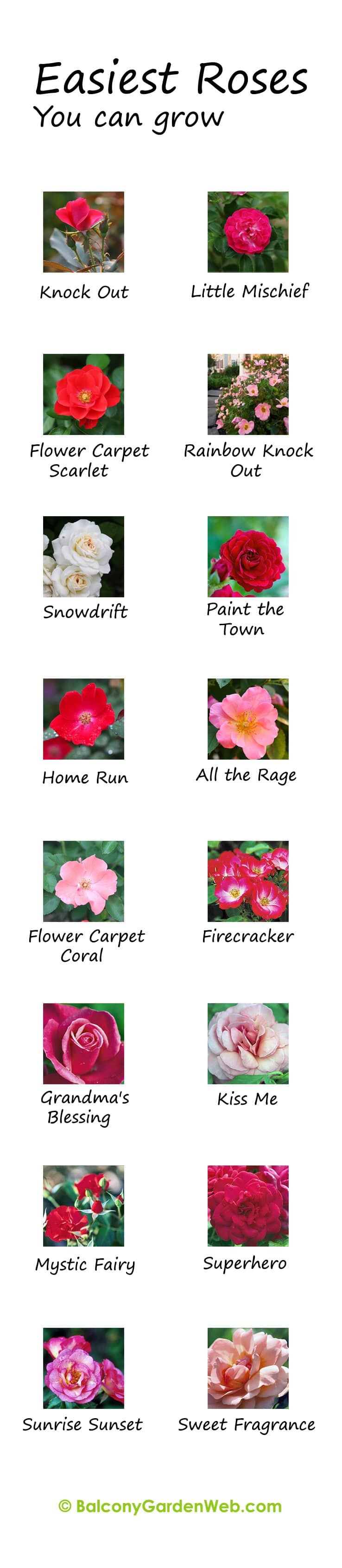 What are the easiest rose varieties? You might have known but the chart given here can be useful for you. More amazing info in this post.