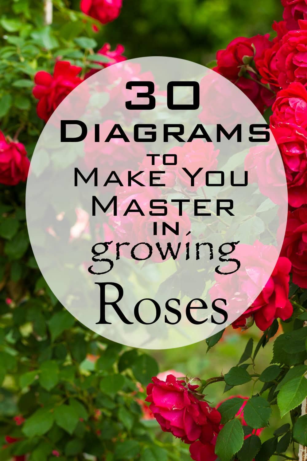 Whether you are a rosarian, a beginner or a serial rose killer, you will love these interesting, informative and fun illustrations that will teach you everything you need to know about growing roses.