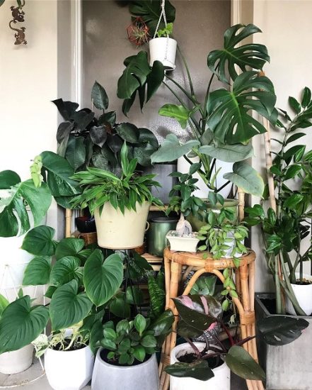 99 Great Ideas to Display Houseplants | Indoor Plants Decoration