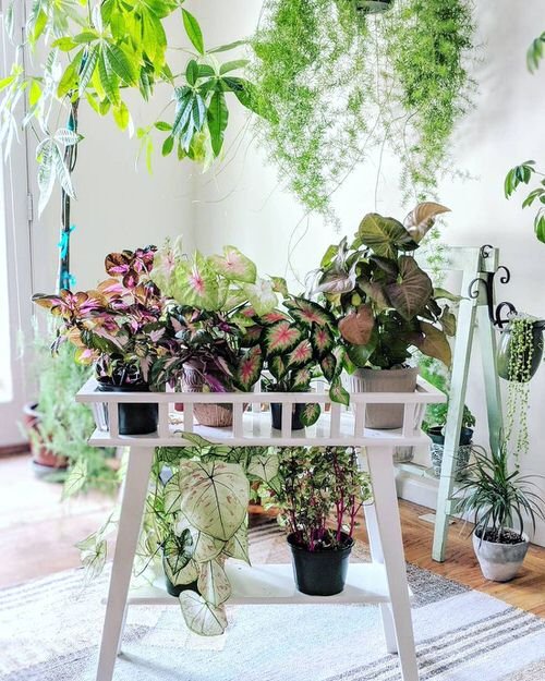 99 Great Ideas to Display Houseplants | Indoor Plants Decoration 3