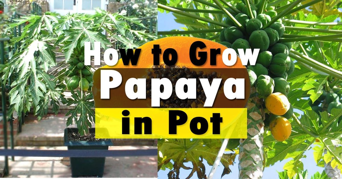 papaya tree cultivation        <h3 class=