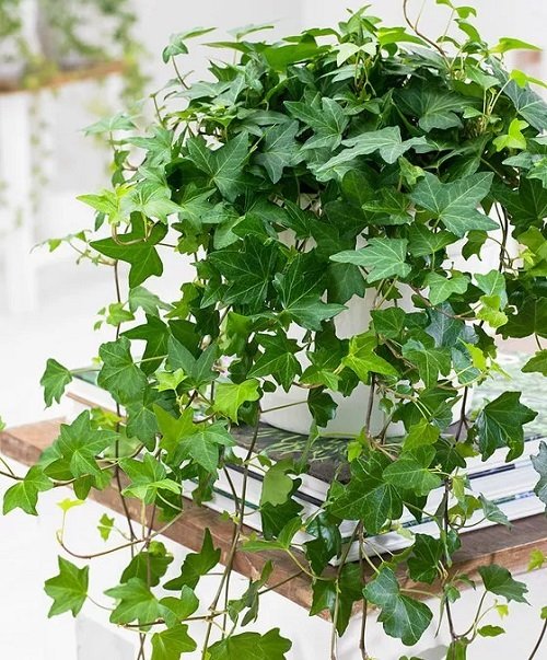 21 Easiest Houseplants | Easiest Indoor Plants to Take Care Of 9
