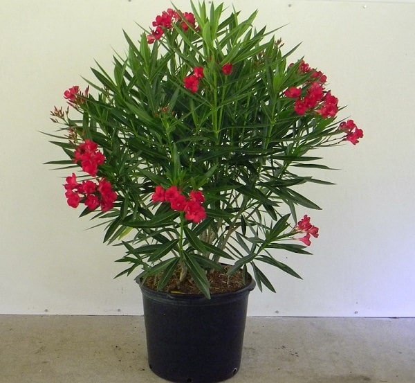 nerium-oleander-cardenal