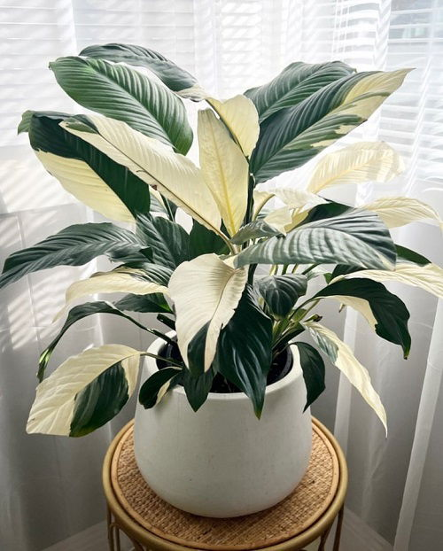 Amazing Easiest Indoor Plants to Take Care Of