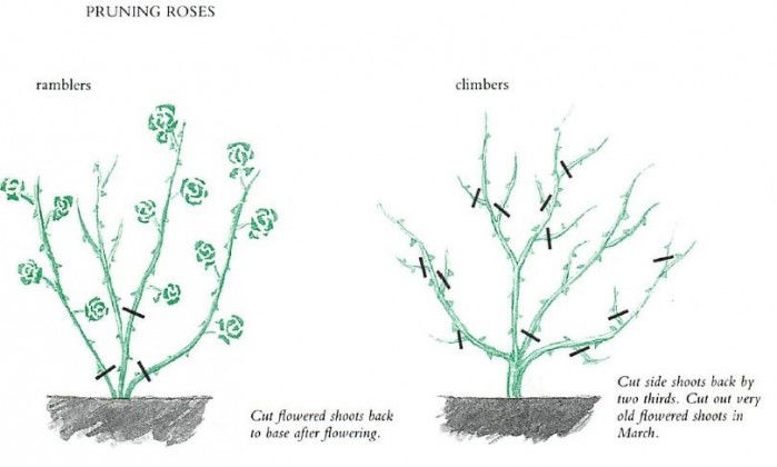 30 Diagrams to Make You Master in Growing Roses | Balcony Garden Web