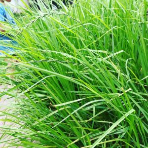 Planting and Growing Rye | How to Grow Rye Grass