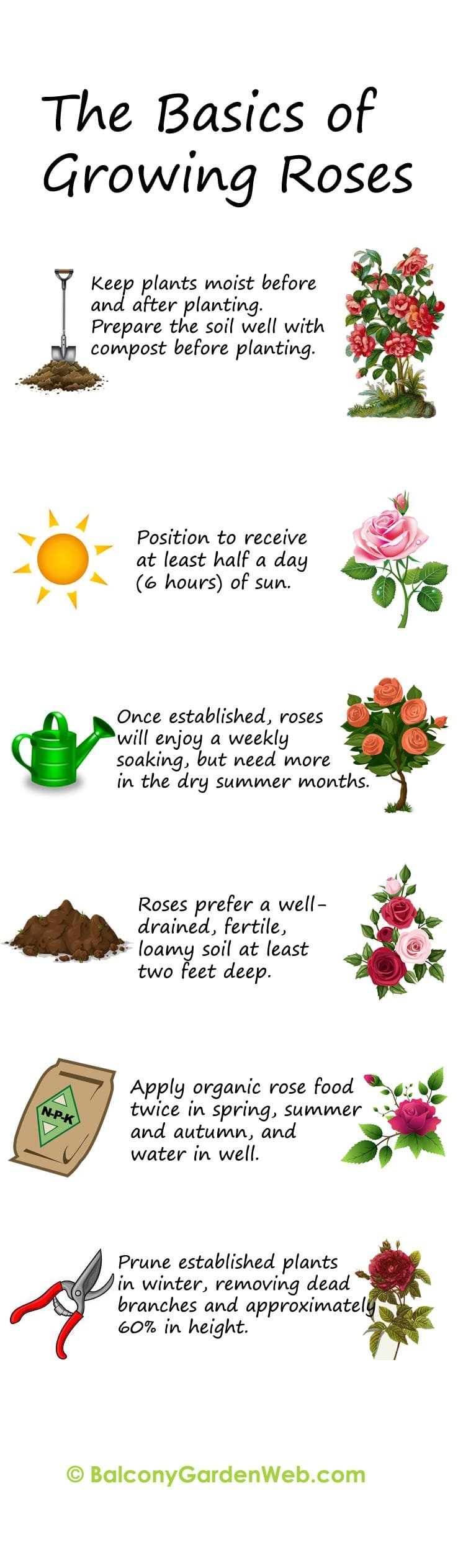 The basics of growing and planting roses. More amazing info in this post.